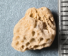 LE42 Colonial Tabulate Coral cf. Favosites sp.  