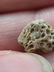 LE42 Colonial Tabulate Coral cf. Favosites sp.  