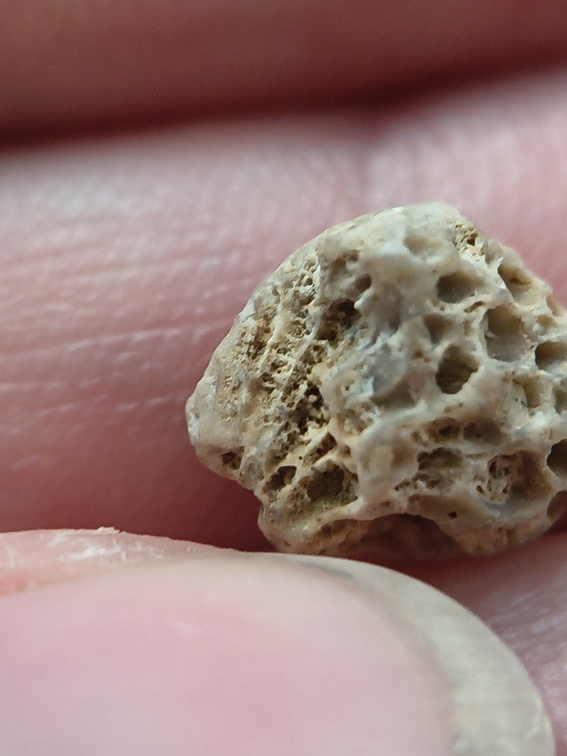 LE42 Colonial Tabulate Coral cf. Favosites sp.  