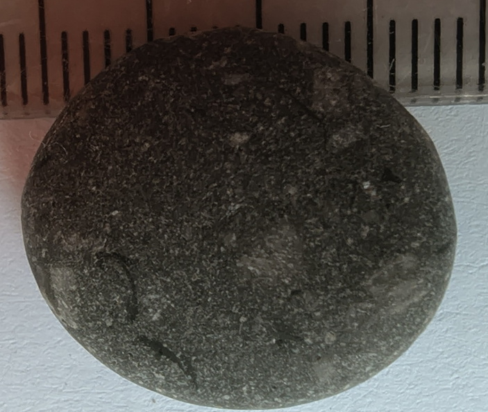 LE34 Brachiopod Slivers and Indet. matter