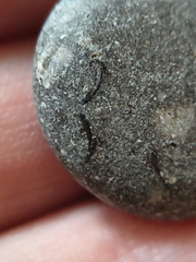 LE34 Brachiopod Slivers and Indet. matter