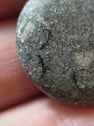 LE34 Brachiopod Slivers and Indet. matter