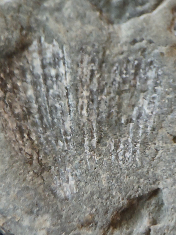 LE35 Spiriferid Brachiopod Impression