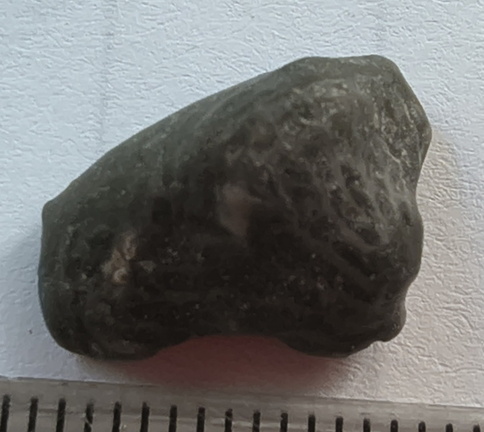 LE60 Worn Rugose Coral