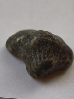 LE60 Worn Rugose Coral