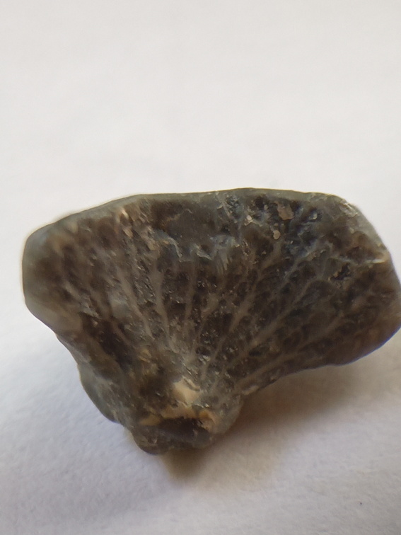 LE60 Worn Rugose Coral