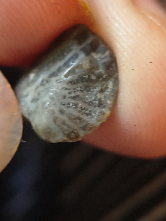 LE62 Worn Rugose Coral