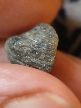 LE62 Worn Rugose Coral