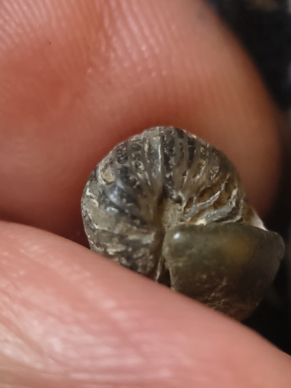 LE63 Worn Rugose Coral