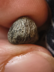 LE63 Worn Rugose Coral