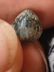 LE63 Worn Rugose Coral