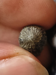 LE63 Worn Rugose Coral