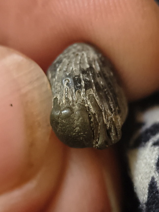 LE63 Worn Rugose Coral