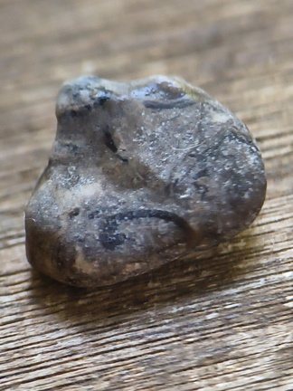 LE25 Brachiopod Fragment