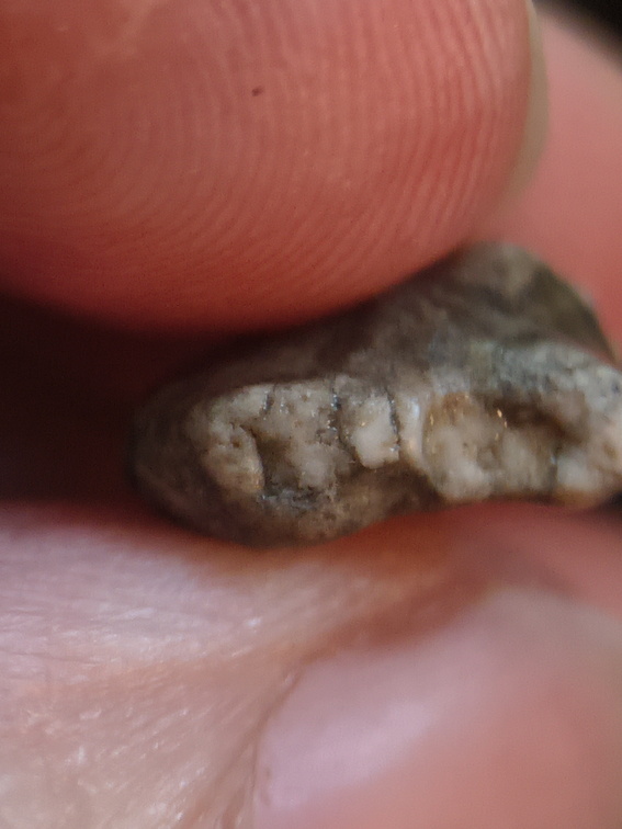 LE25 Brachiopod Fragment