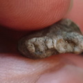 LE25 Brachiopod Fragment