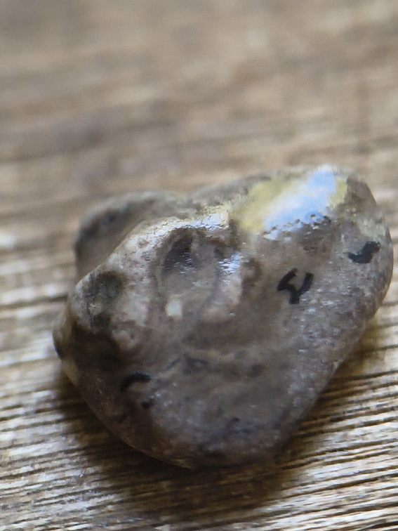 LE25 Brachiopod Fragment