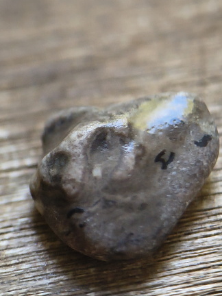 LE25 Brachiopod Fragment