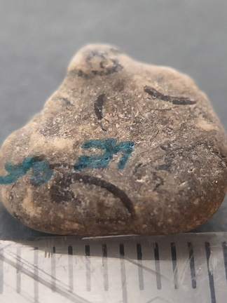 LE25 Brachiopod Fragment