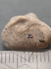 LE25 Brachiopod Fragment