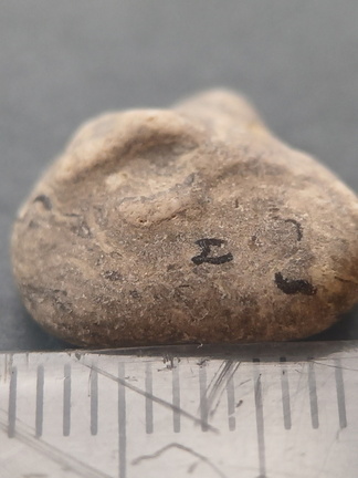 LE25 Brachiopod Fragment