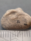 LE25 Brachiopod Fragment