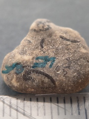 LE25 Brachiopod Fragment