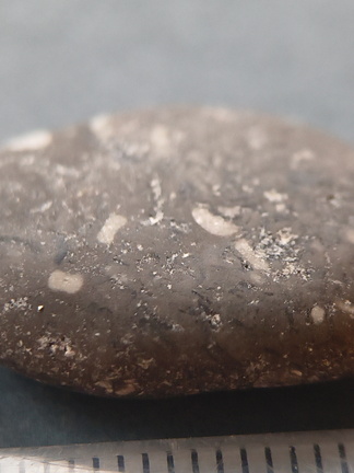 Crinoid Stem and Brachiopod Fossils