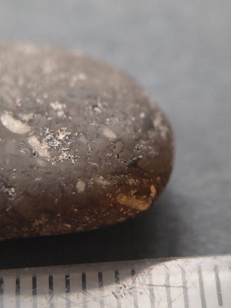 Crinoid Stem and Brachiopod Fossils