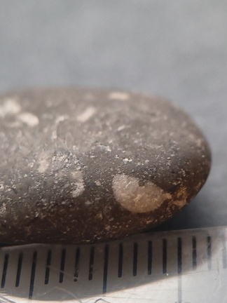 Crinoid Stem and Brachiopod Fossils