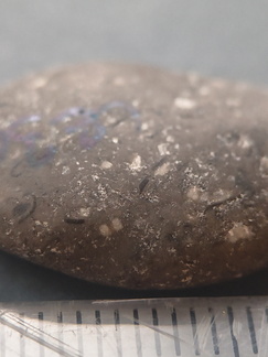 Crinoid Stem and Brachiopod Fossils