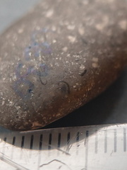 Crinoid Stem and Brachiopod Fossils