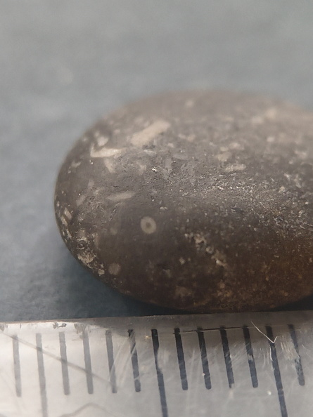 LE31 Crinoid Fragments