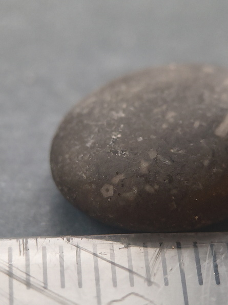 LE31 Crinoid Fragments