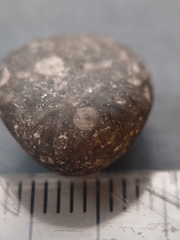 LE32 Crinoid Fragments