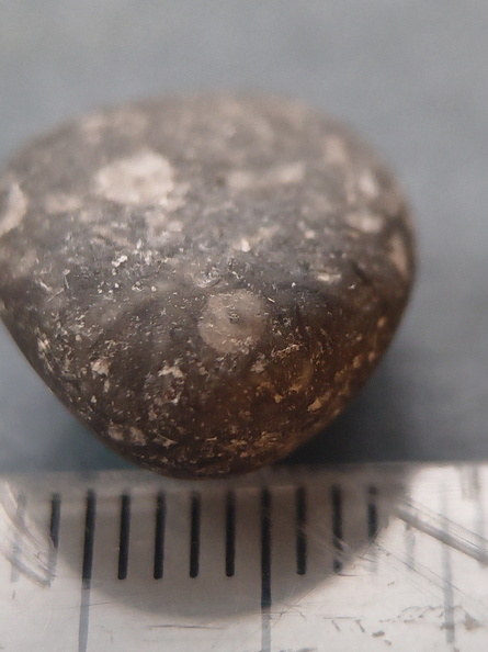 LE32 Crinoid Fragments