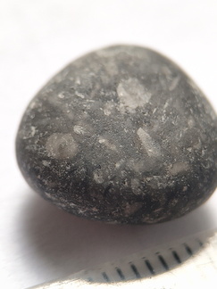 LE32 Crinoid Fragments