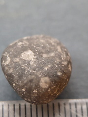 LE32 Crinoid Fragments