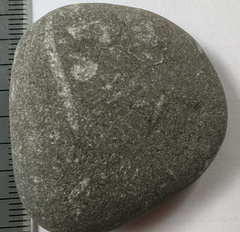 LE44 Crinoid Stems and Cladopora Coral