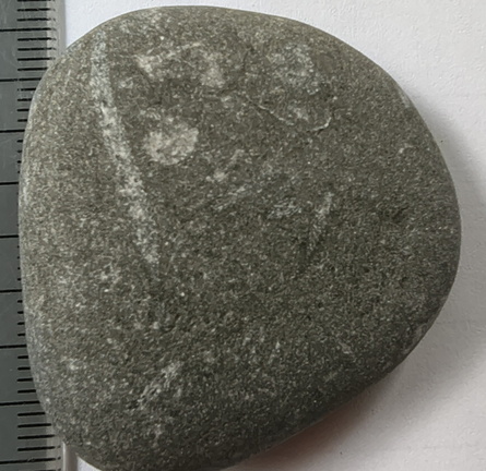 LE44 Crinoid Stems and Cladopora Coral