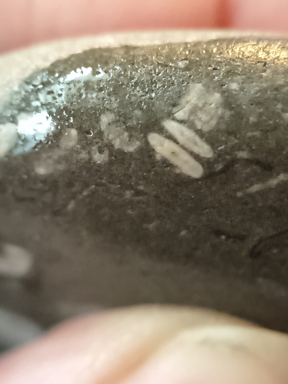 LE44 Crinoid Stems and Cladopora Coral