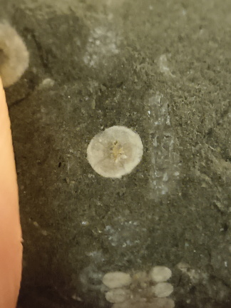 LE44 Crinoid Stems and Cladopora Coral