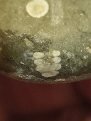 LE44 Crinoid Stems and Cladopora Coral