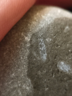 LE44 Crinoid Stems and Cladopora Coral