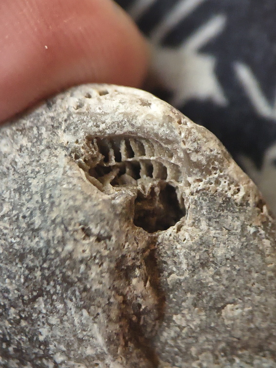 LE46 Rugose Coral (cf. Cylindrophyllum)