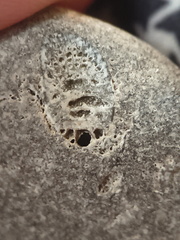 LE46 Rugose Coral (cf. Cylindrophyllum)