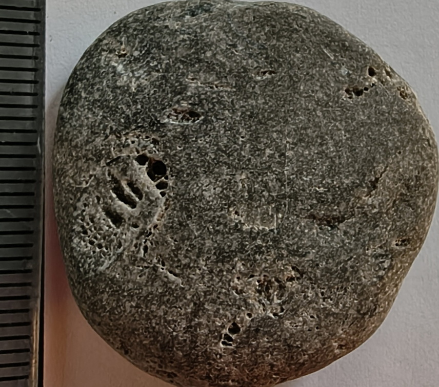 LE46 Rugose Coral (cf. Cylindrophyllum)