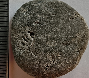 LE46 Rugose Coral (cf. Cylindrophyllum)