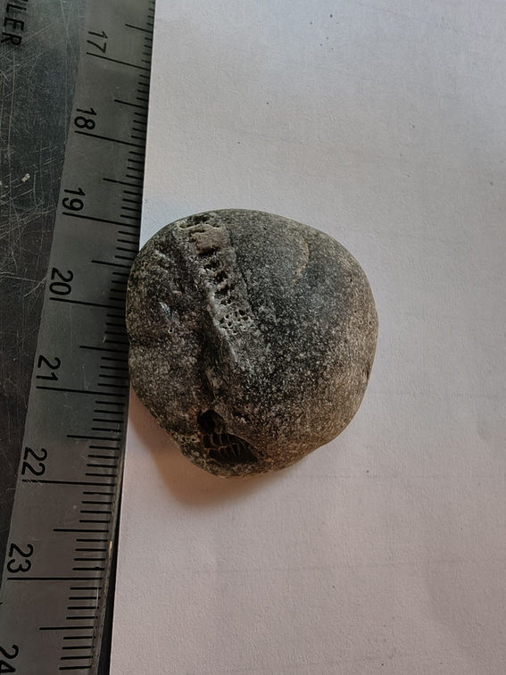 LE46 Rugose Coral (cf. Cylindrophyllum)