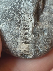 LE46 Rugose Coral (cf. Cylindrophyllum)